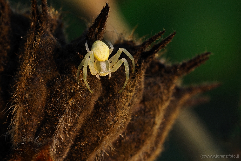 Ebrechtella tricuspidata 4.jpg